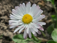 kwiatek